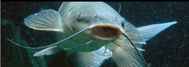 catfish